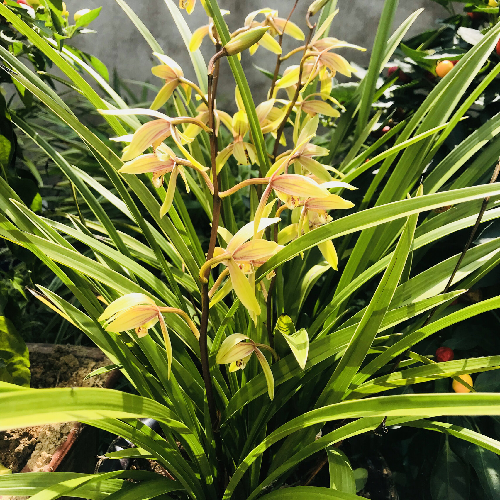 有没有这种兰花味道的香水