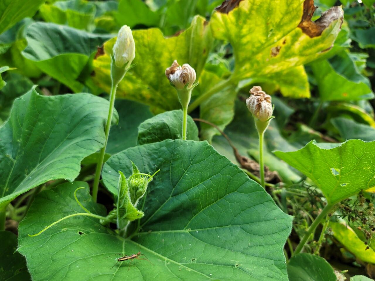 胡瓜的生长过程
