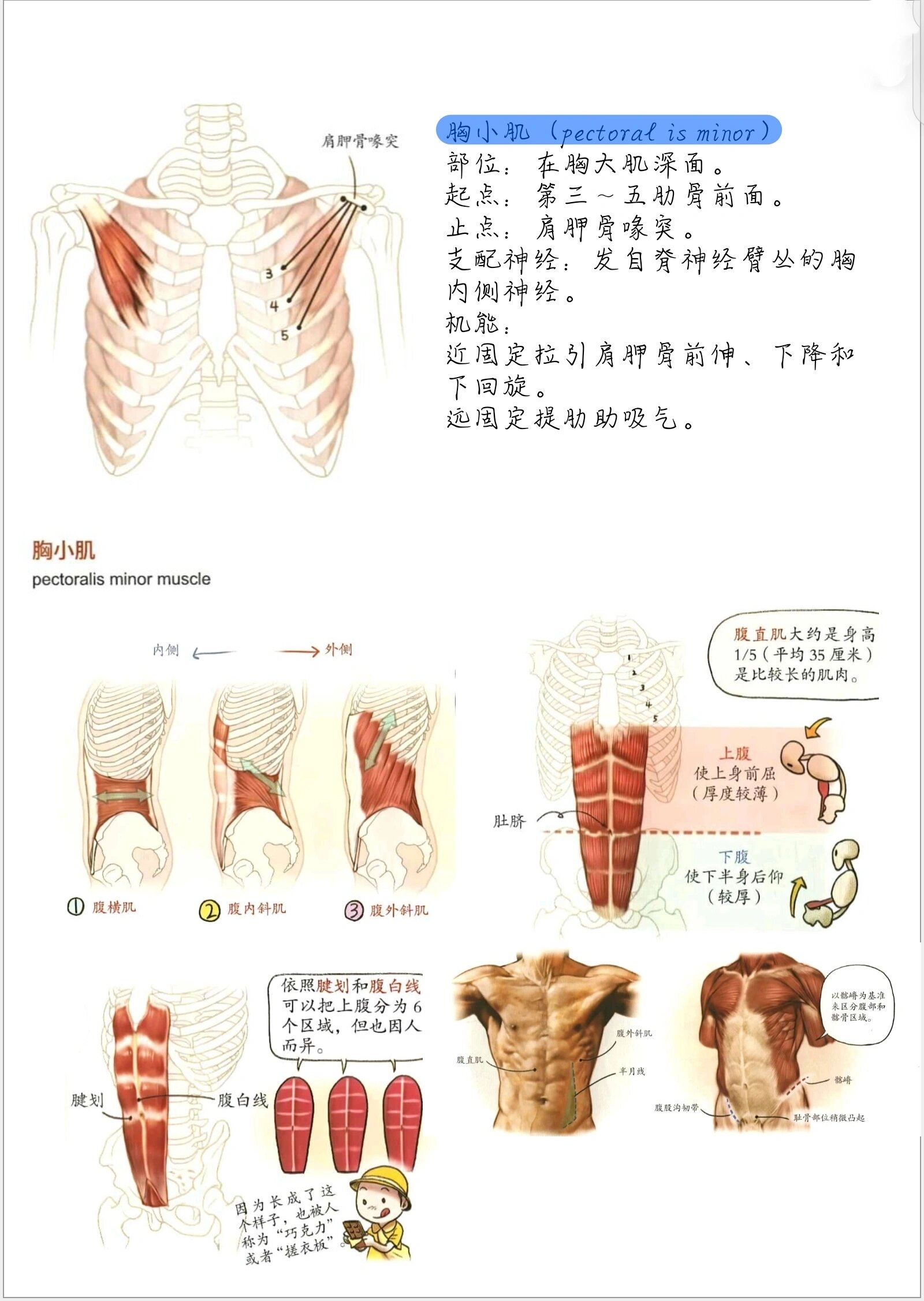 艺用解剖学笔记