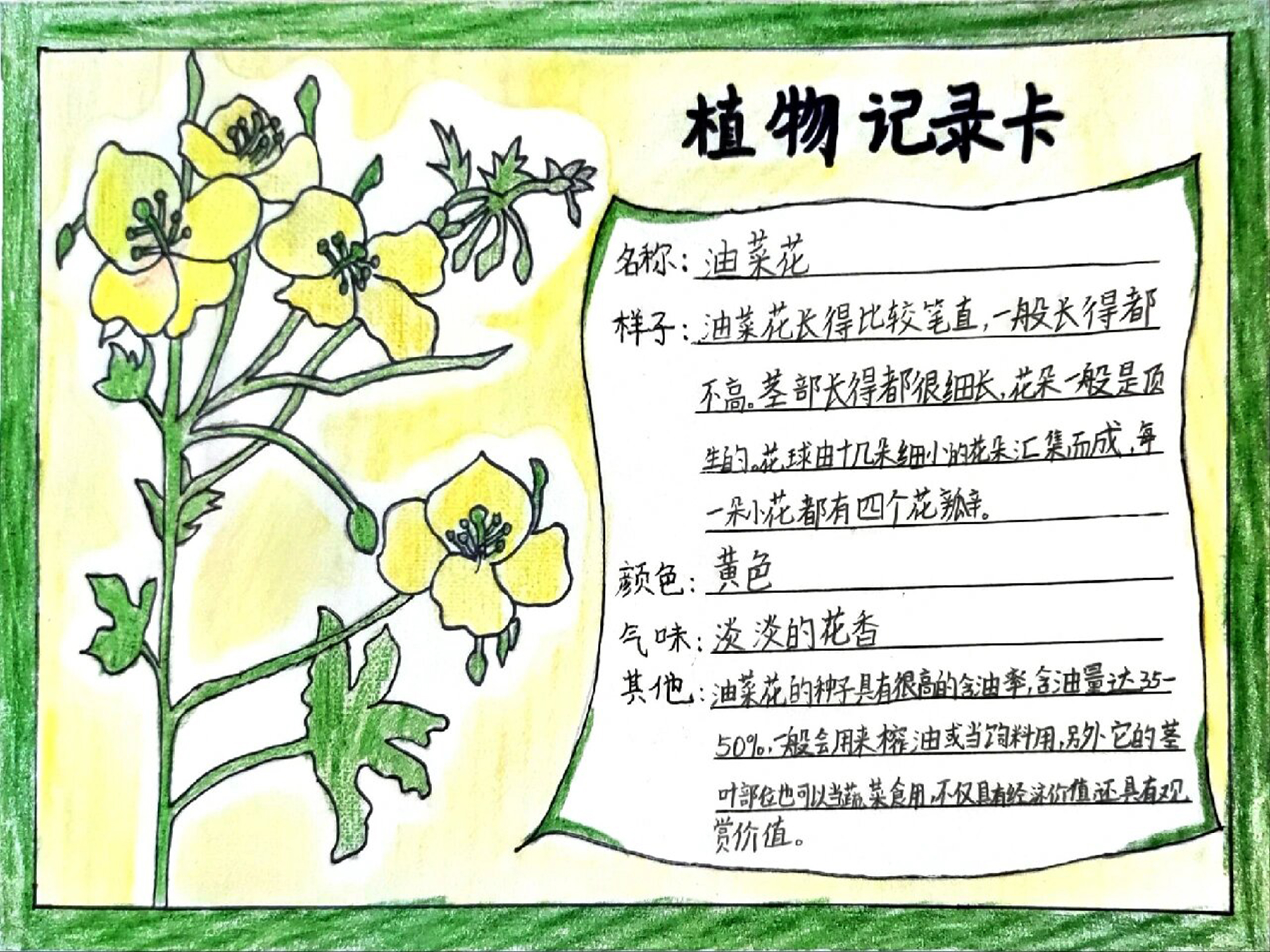 植物备忘录内容图片