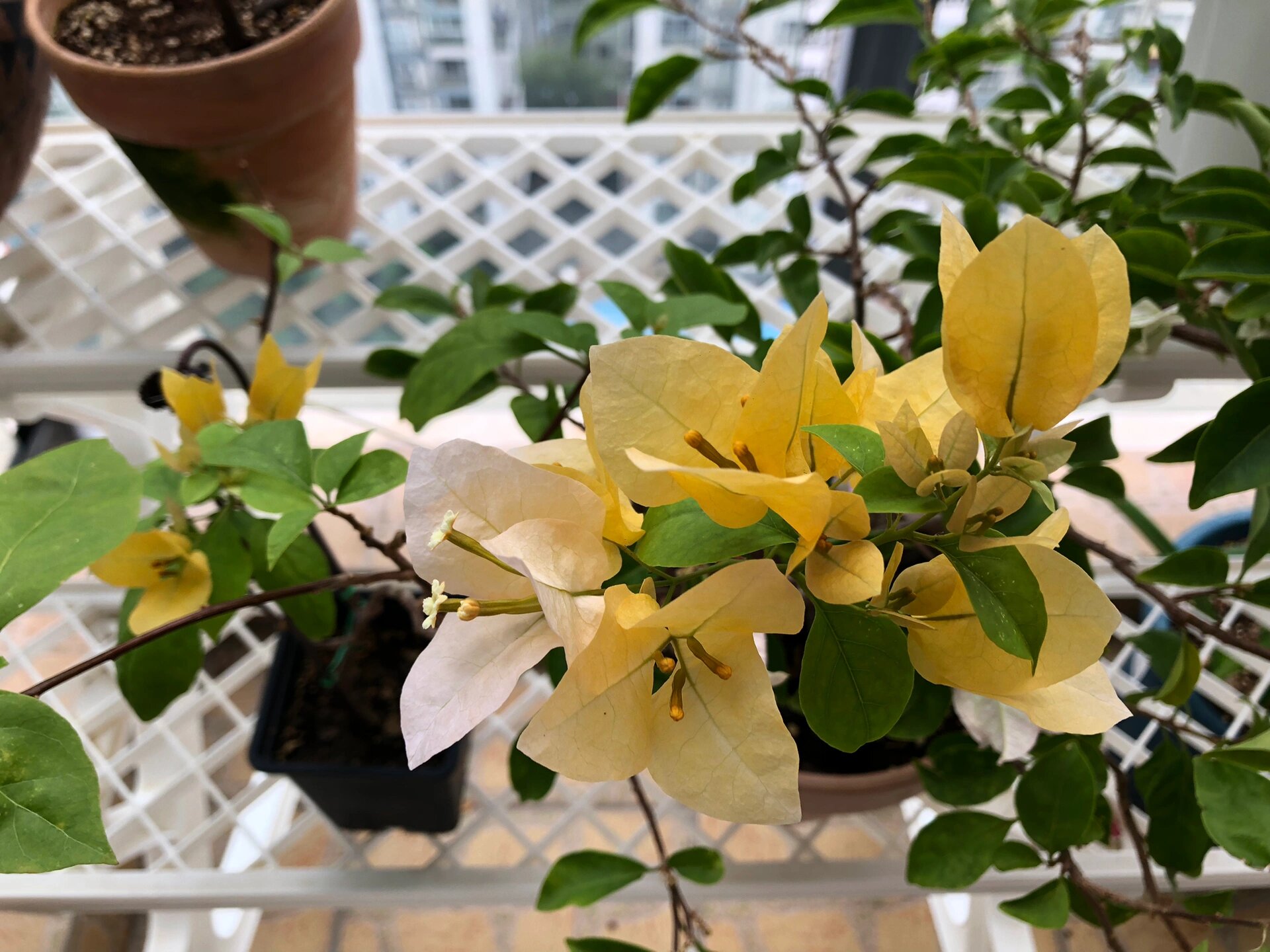 14个勤花品种三角梅推荐(秋季花末期版)