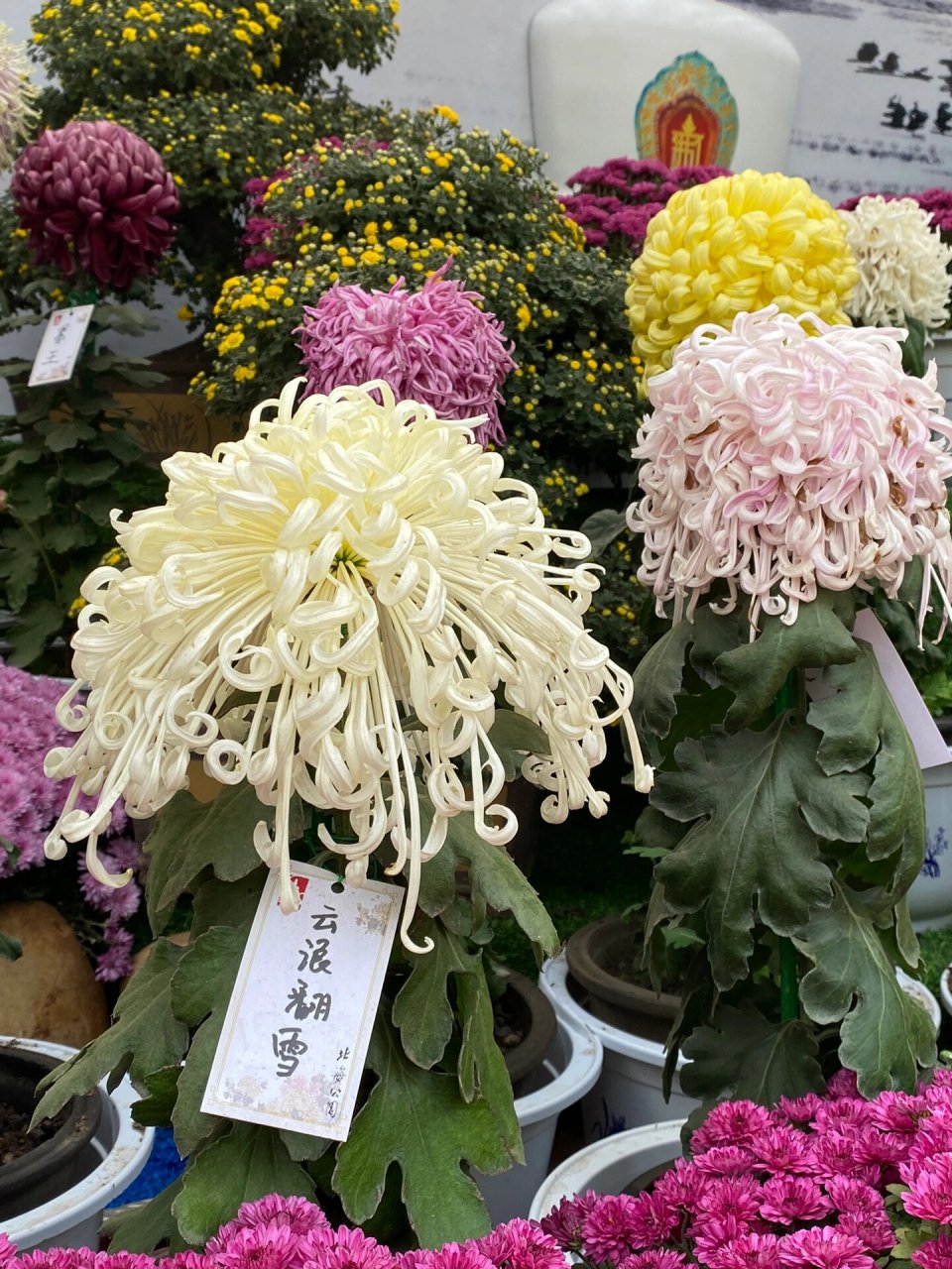 惠山古镇菊花展 大饱眼福