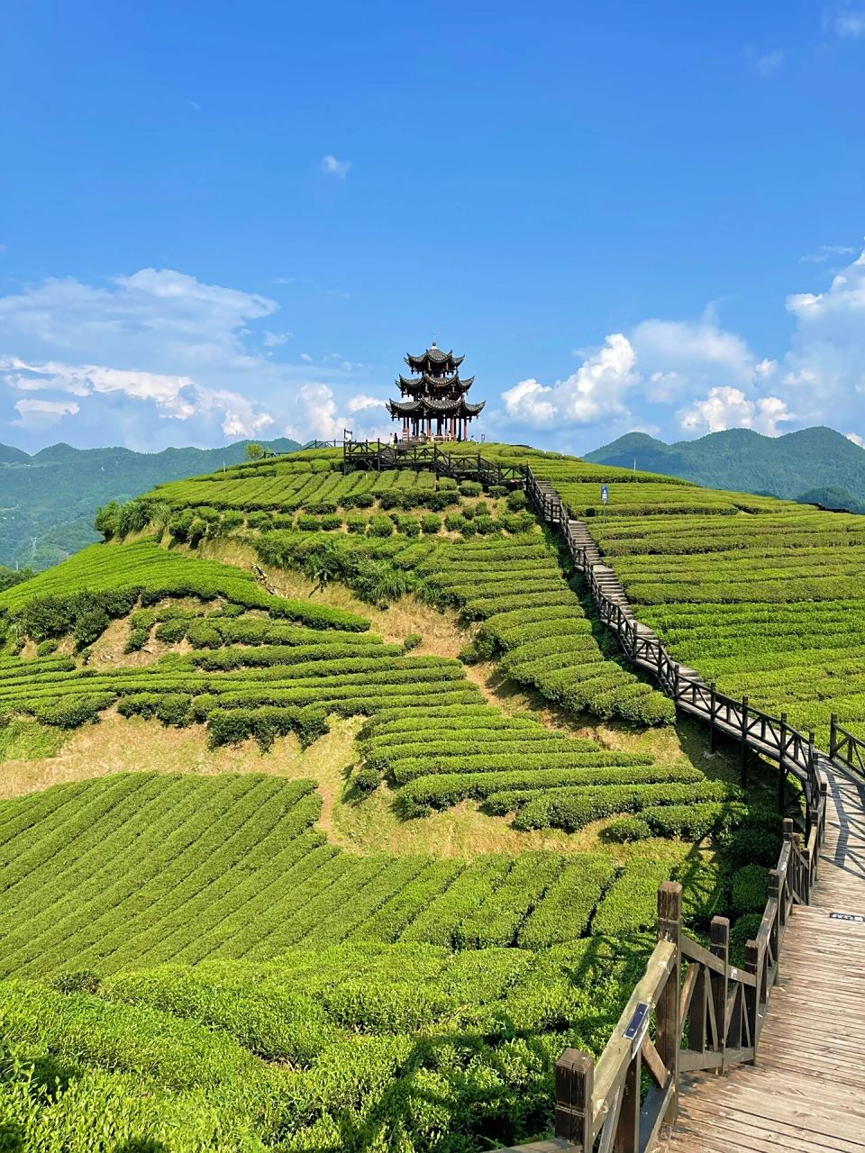 恩施旅游 小众景点 伍家台茶园 离宣恩大概30min车程,自驾搜索"伍家台