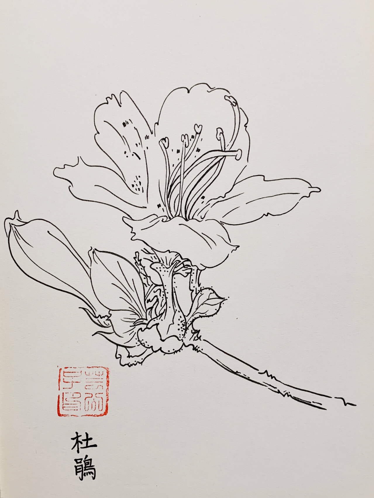 每日一画 | 杜鹃花手绘 | 针管笔画 | 白描