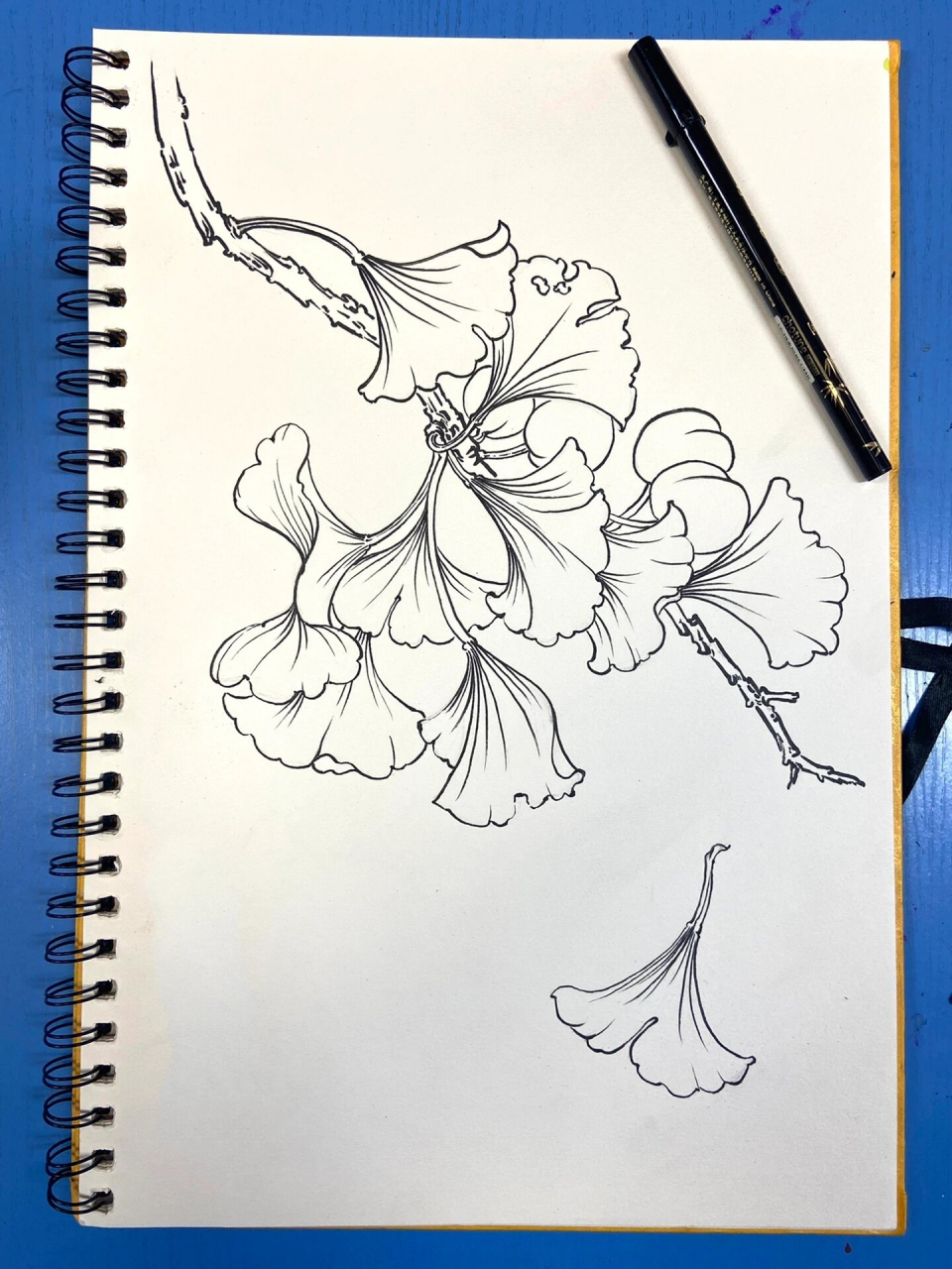 银杏叶线描练习图