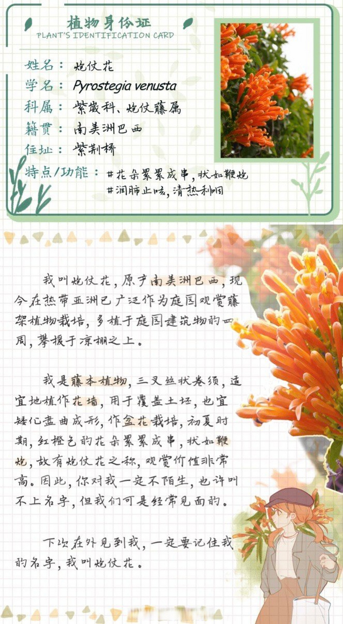 鞭炮花的样子描写图片