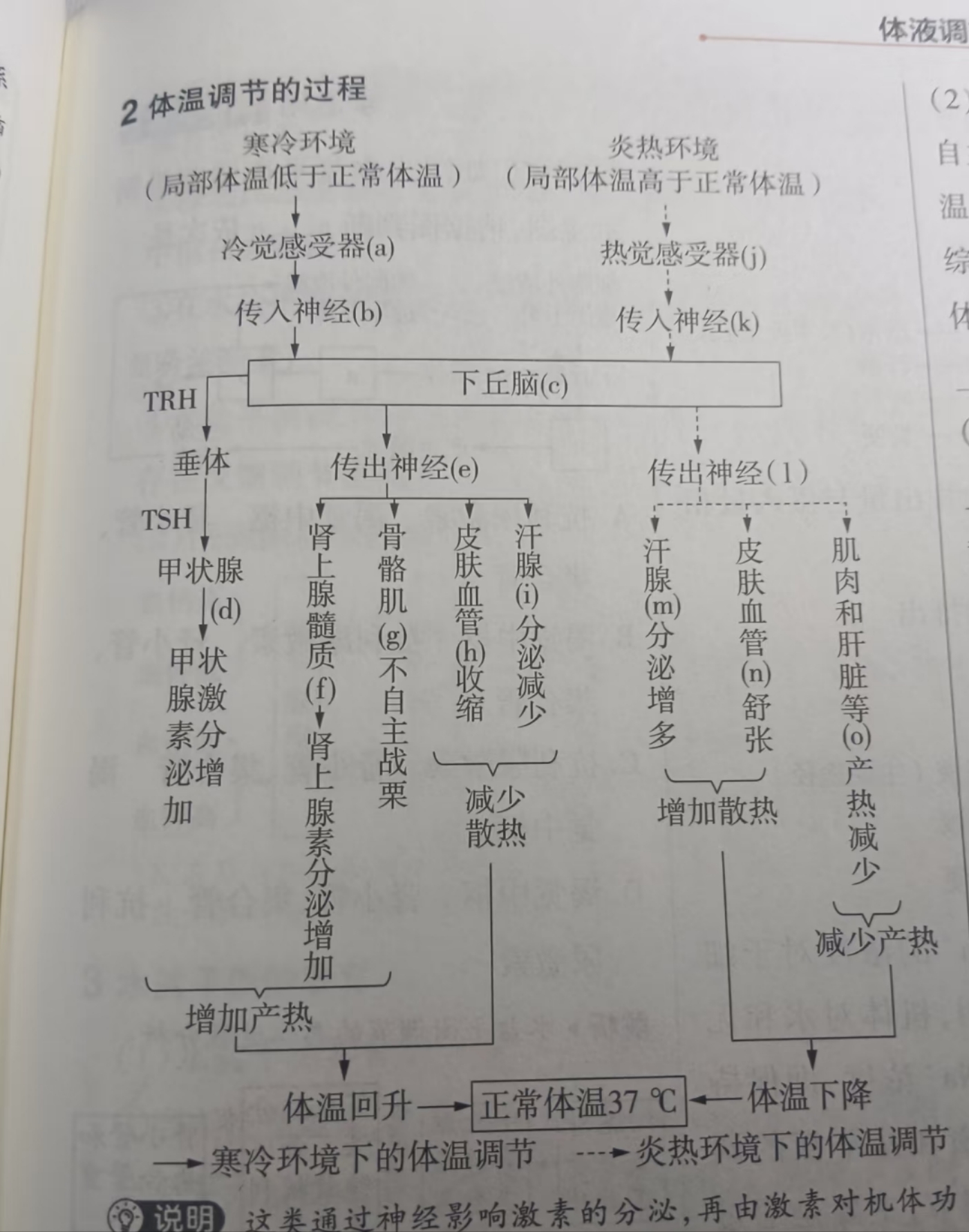 中枢性发热的体温常常不正常