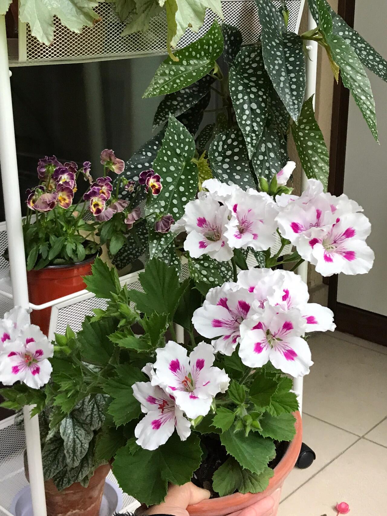 大花天竺葵托尼和王族