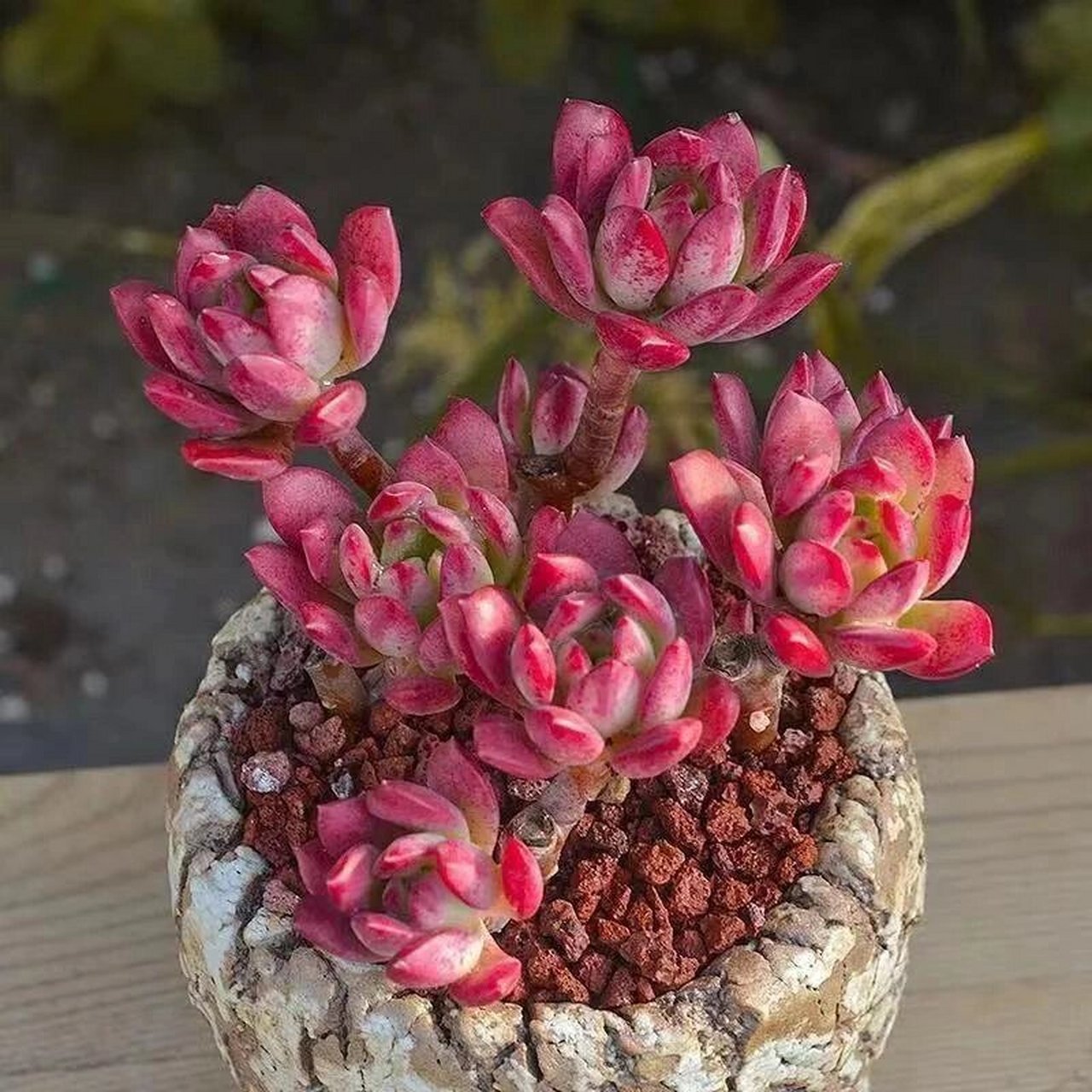 96每天认识一种多肉944696红稚莲 红稚莲(echeveria macdougall