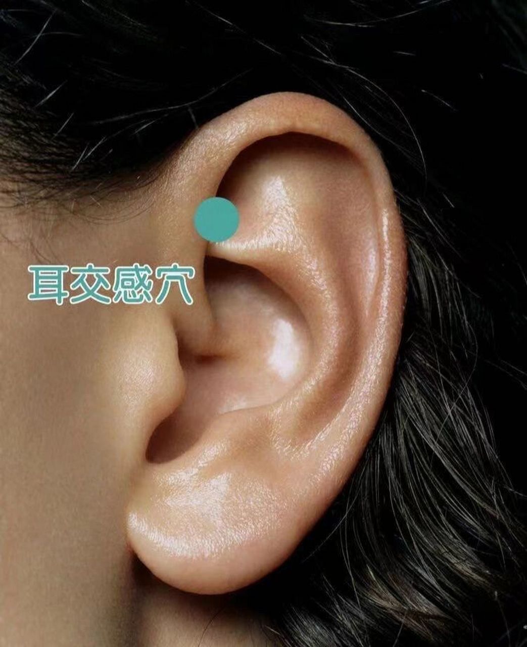 八个强大的耳穴之交感穴 耳朵上的交感穴9797 昨天给大家推荐了神