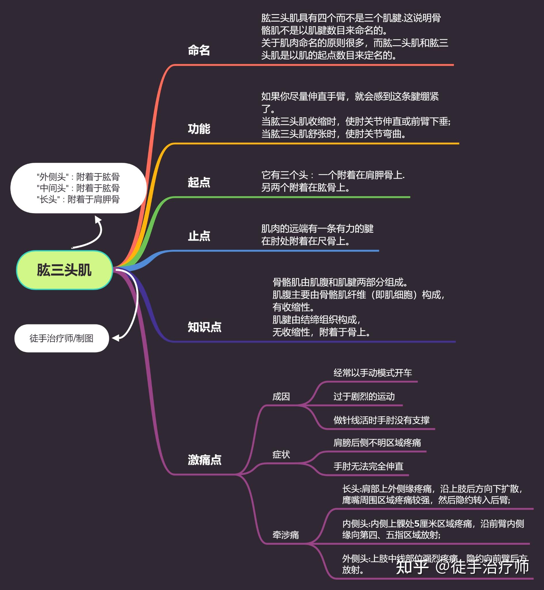 肱三头肌功能解剖激痛点牵涉痛