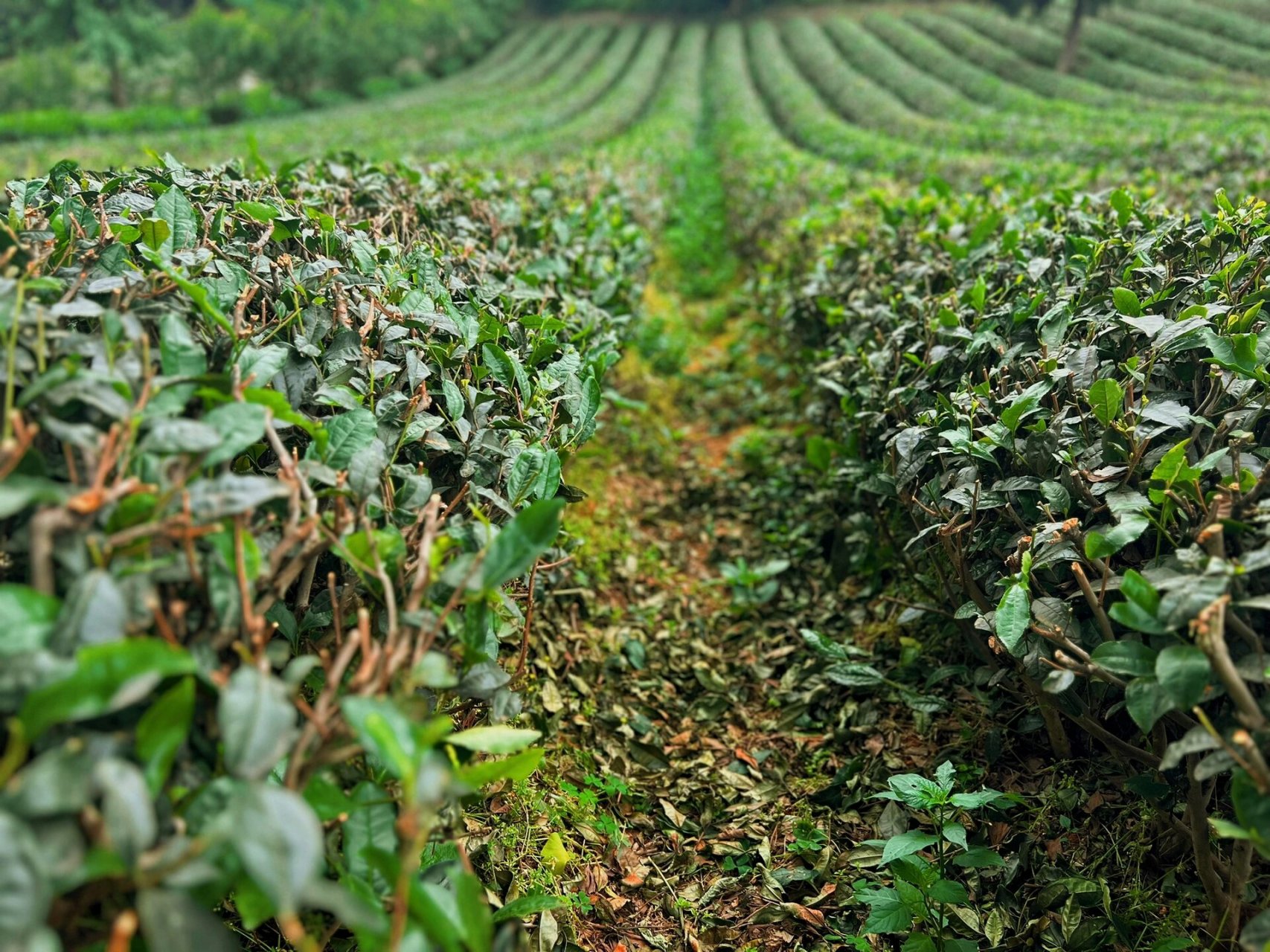 定心茶园 地址92:重庆巴南区定心茶园 	 交通08:貌似只能自驾