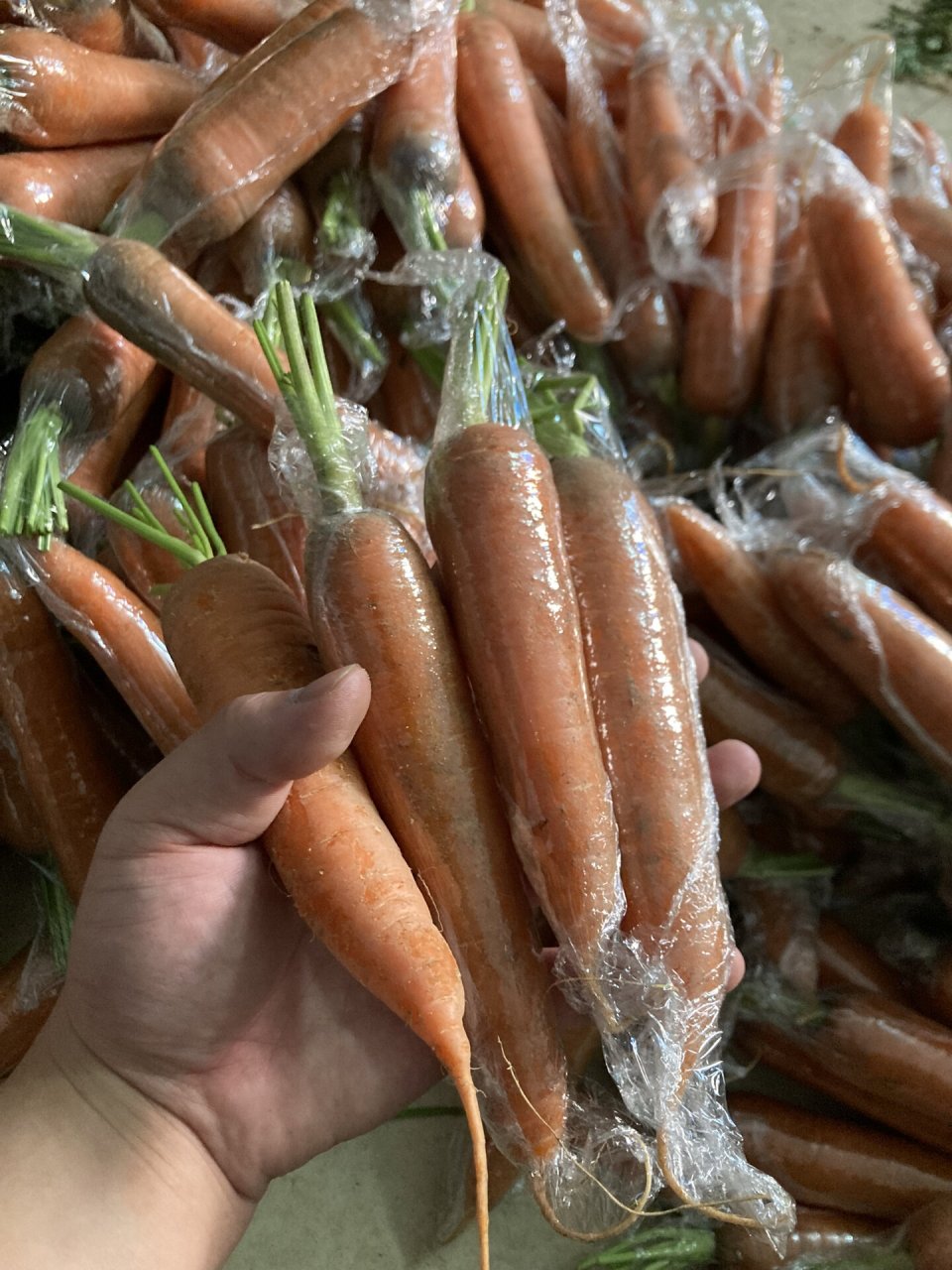 自然农耕老品种非转基因胡萝卜无打化学农药 宝宝辅食备用蔬菜