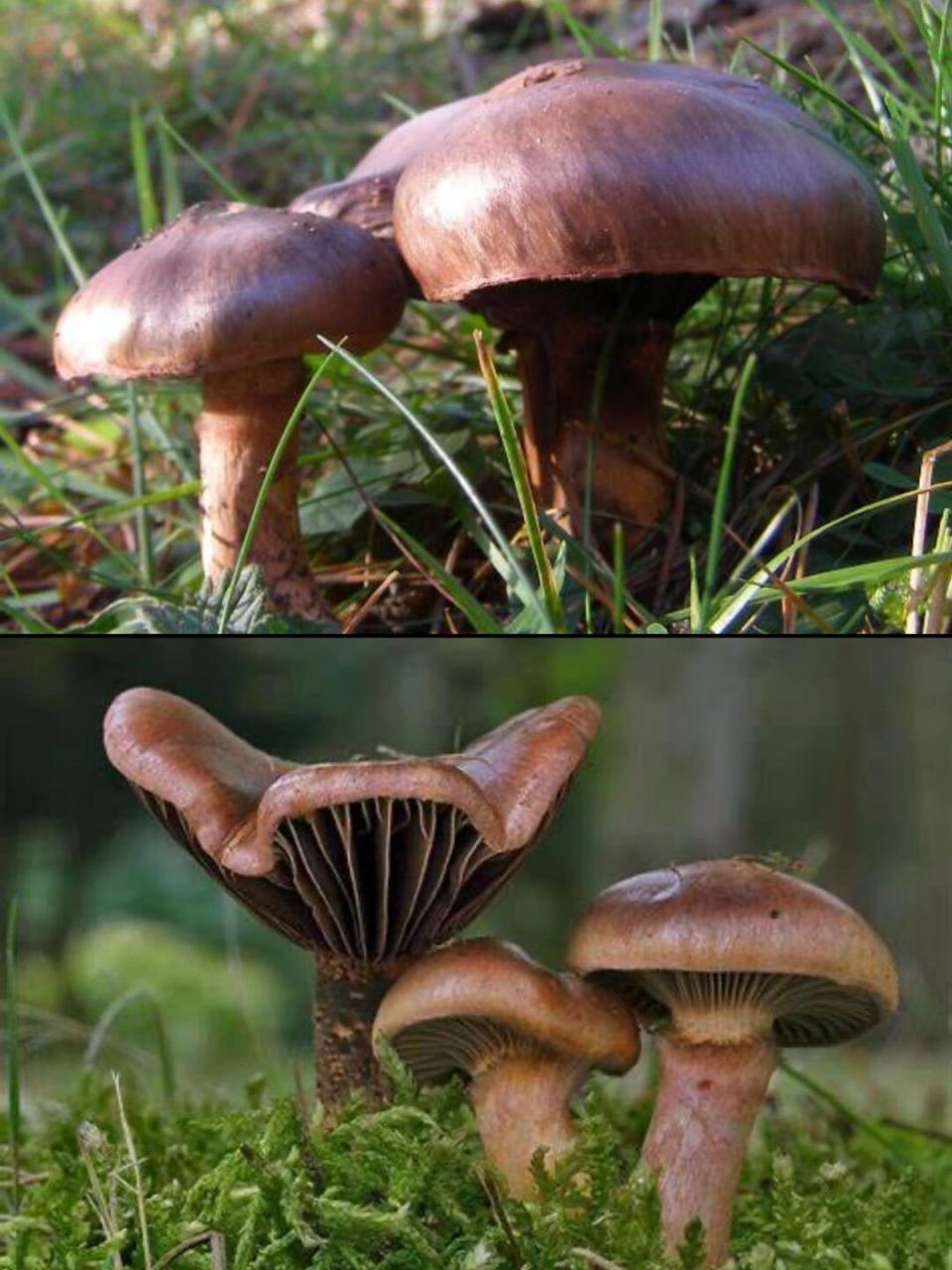 00中文名:血红铆钉菇,红蘑,松树伞,松蘑,肉蘑 拉丁学名:chroo