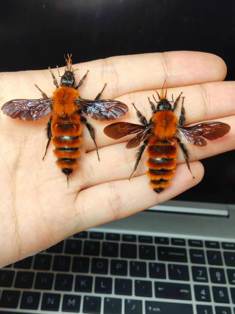 胖子蜂——黑足熊蜂 在19实际60-80年代调查表明黑足熊蜂在南岭地带