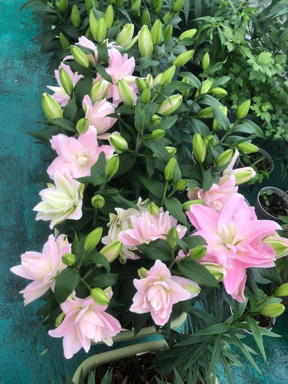 重瓣百合———伊迪莎 满满的一个个跟小灯泡一样的花苞陆续打开了