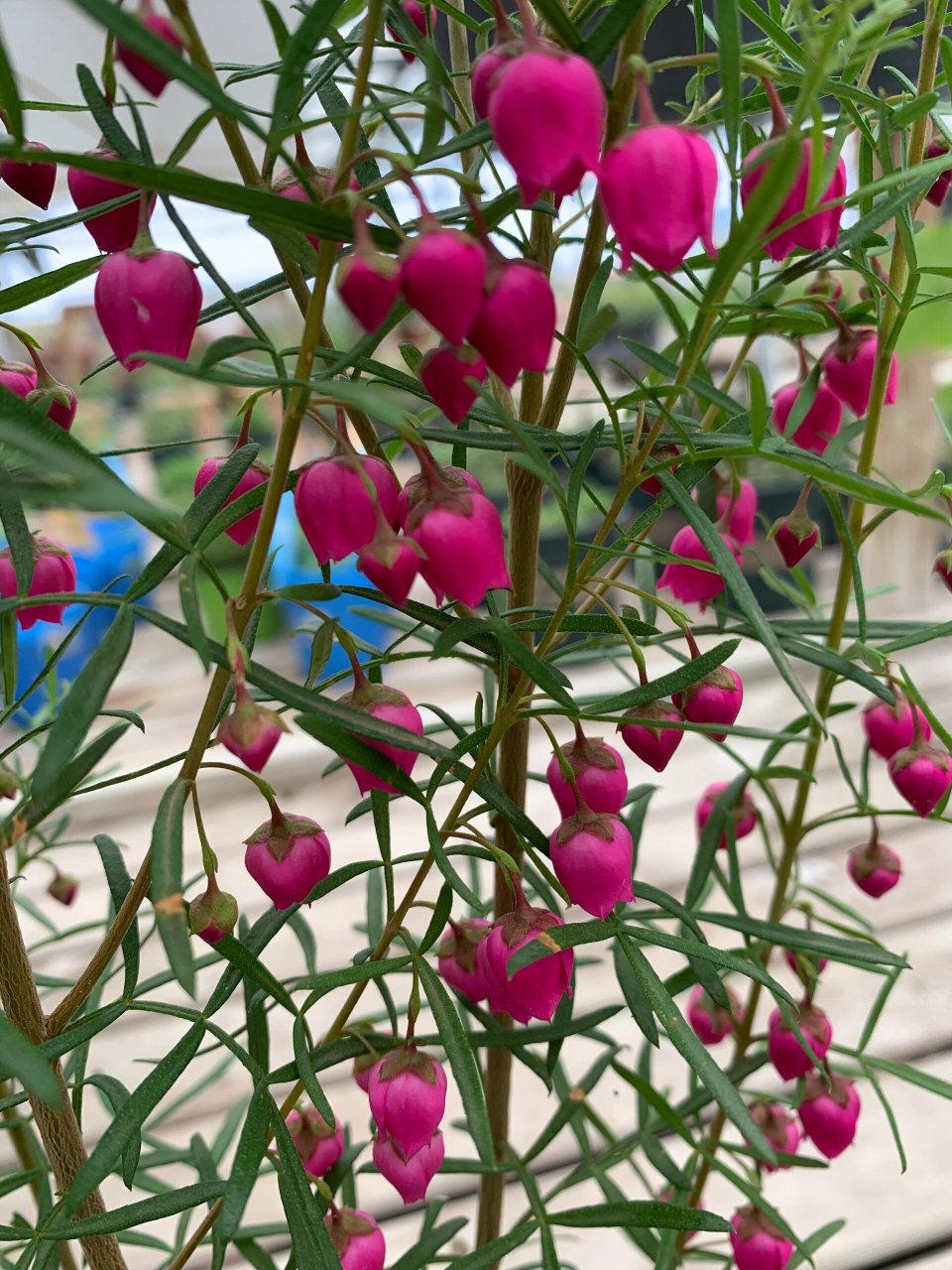 每天一个花植养护知识 | 波罗尼 波罗尼亚花属于芸香科的柑橘类,根据