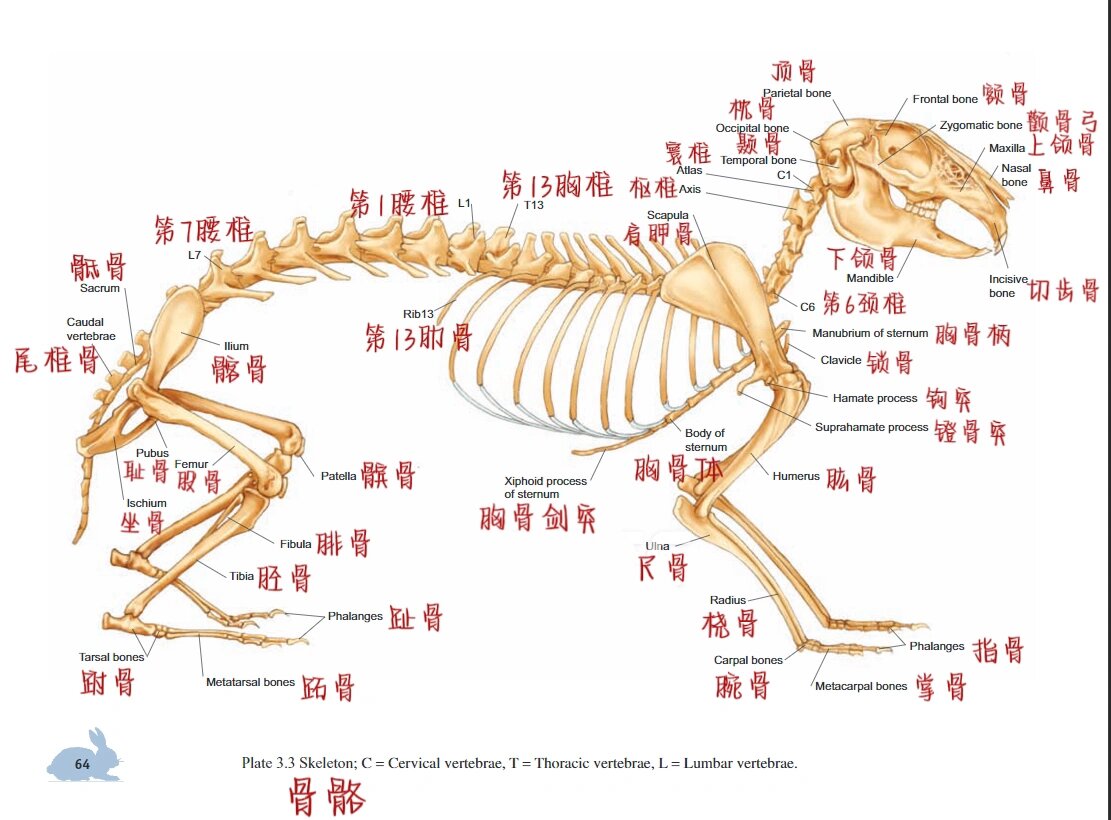 兔兔骨骼解剖图鉴～ 16615兔的骨头皮质很薄