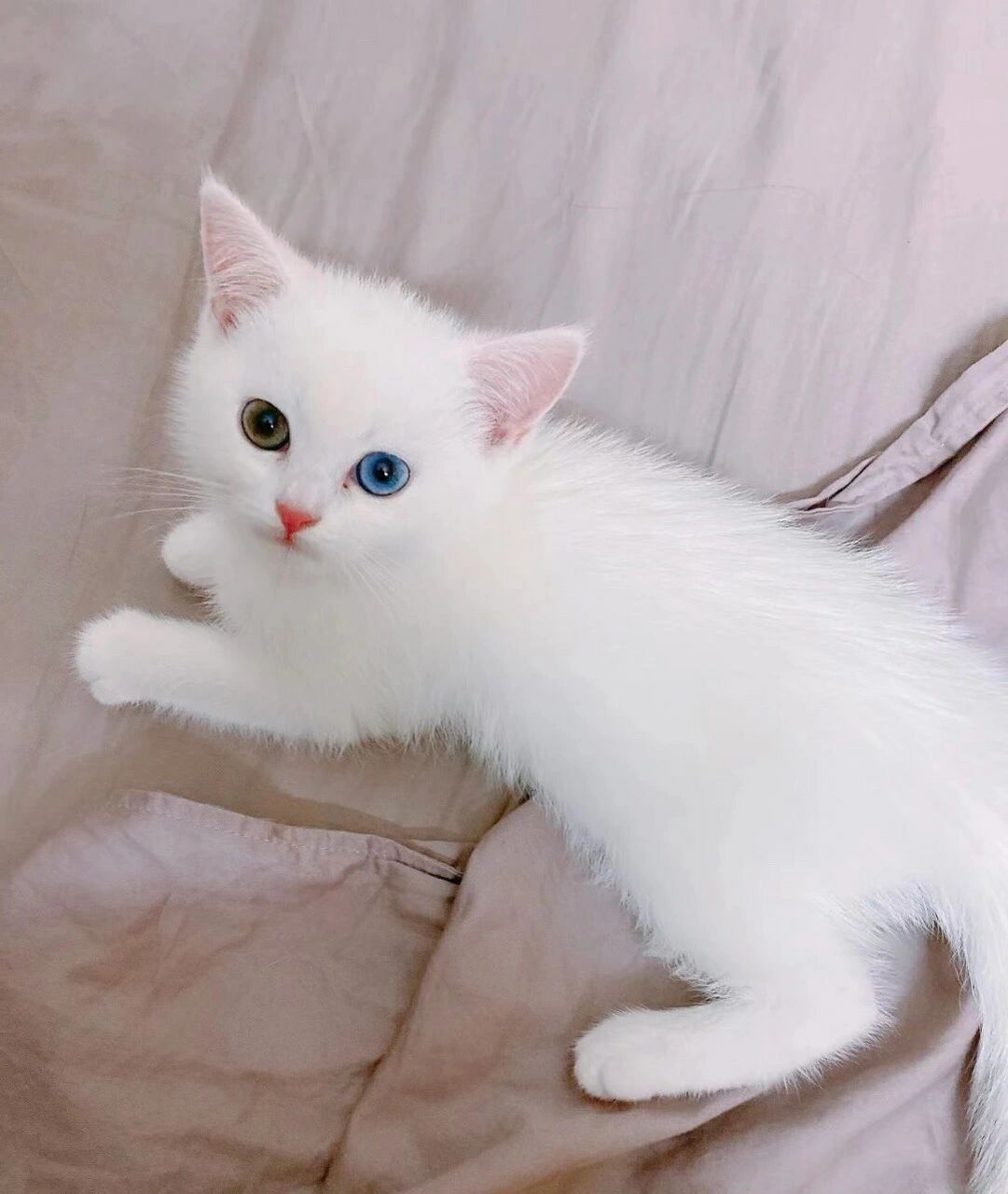 异瞳的猫好看吧 但其实好看的背后也很可怜 异瞳猫并没有什么特殊的