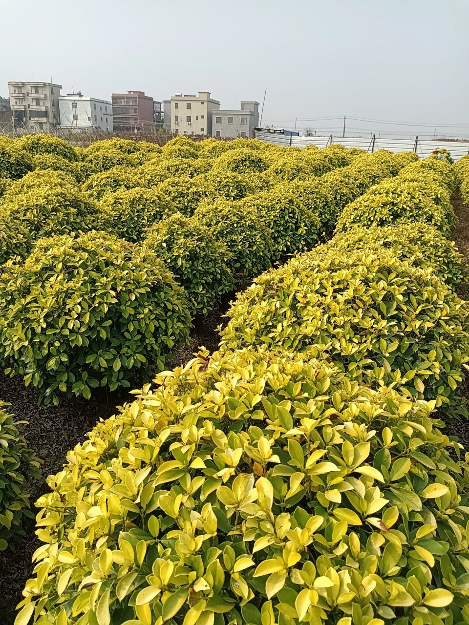 黄金榕球形 品种叫黄金榕球,图片球形规格是80-1米高度,80-1米宽度