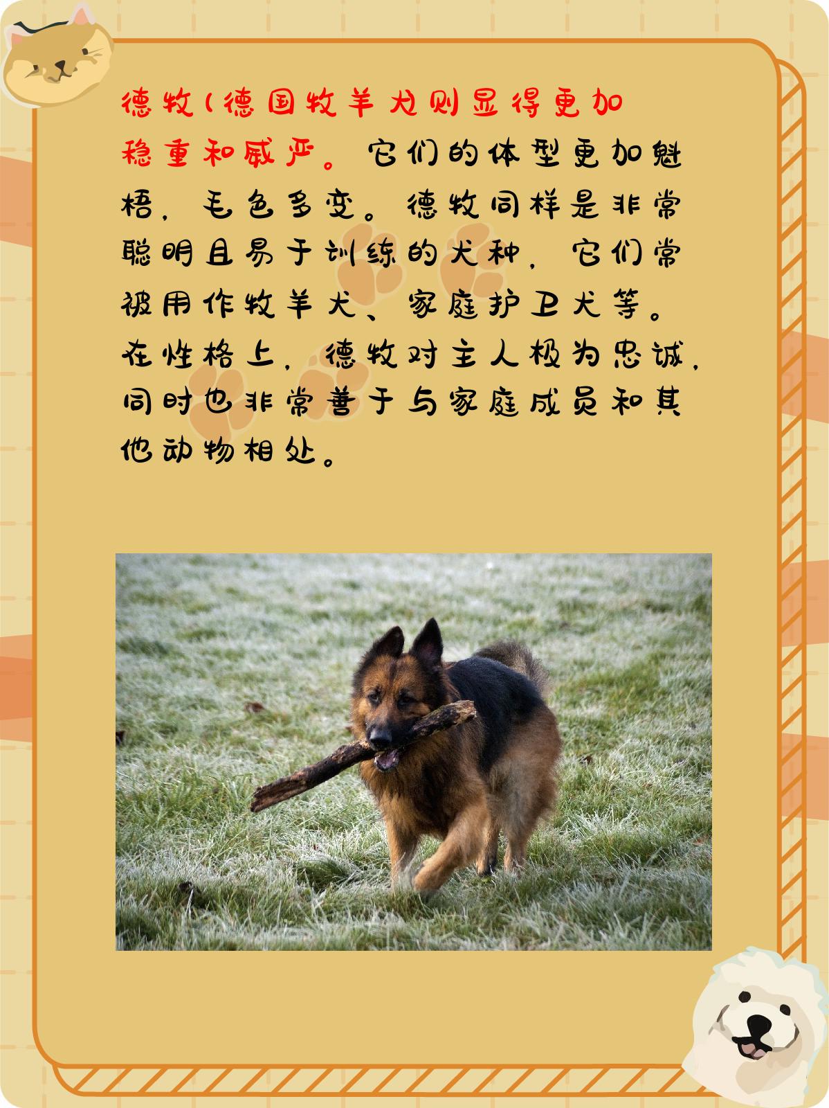 1,马犬和德牧都是优秀的犬种,各有各的独特之处.