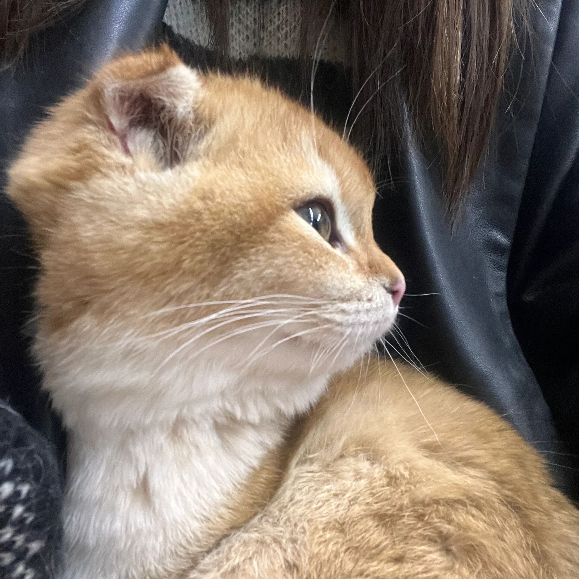 有折耳猫没发病的吗?
