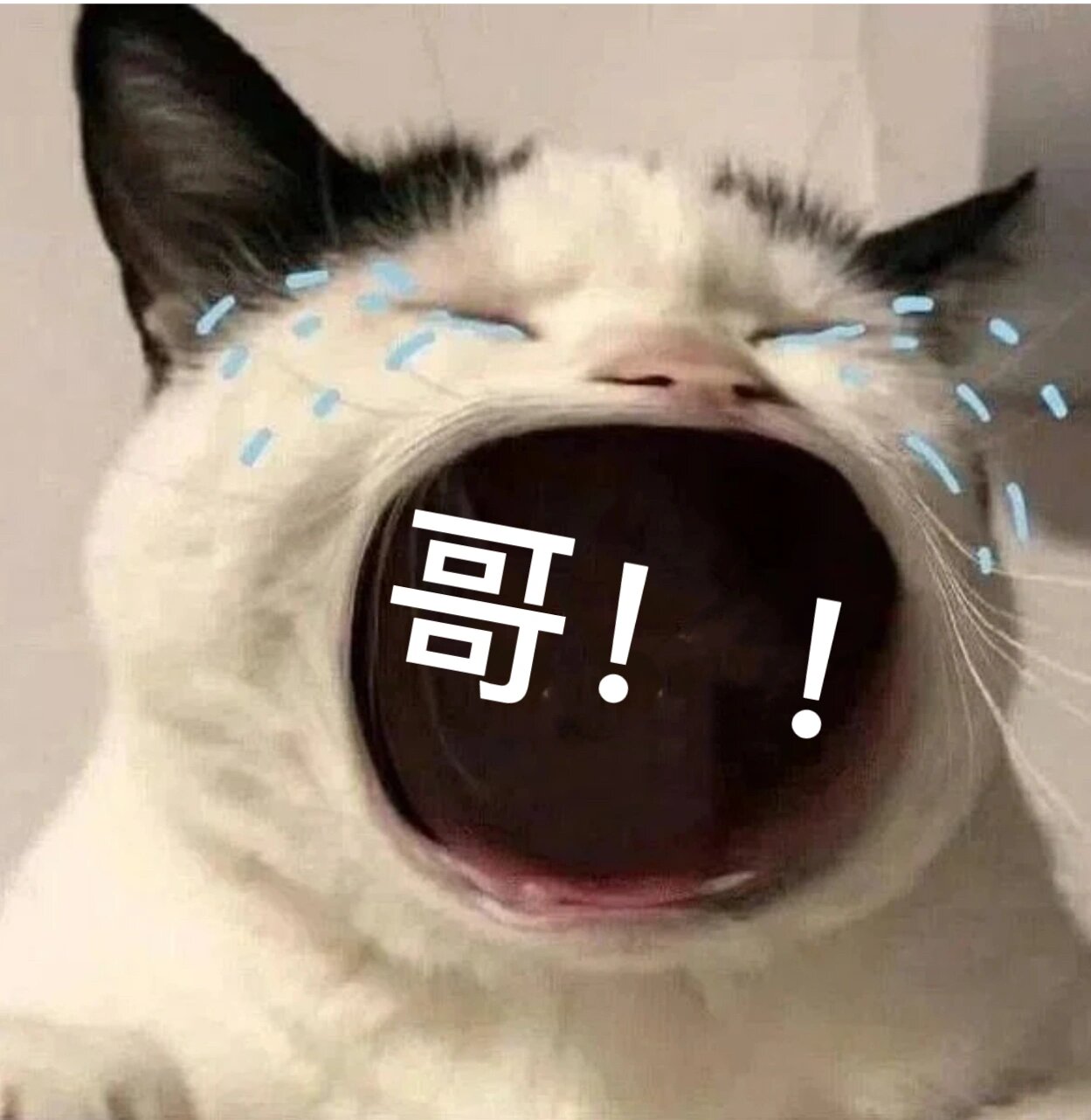 求人办事装可爱表情包