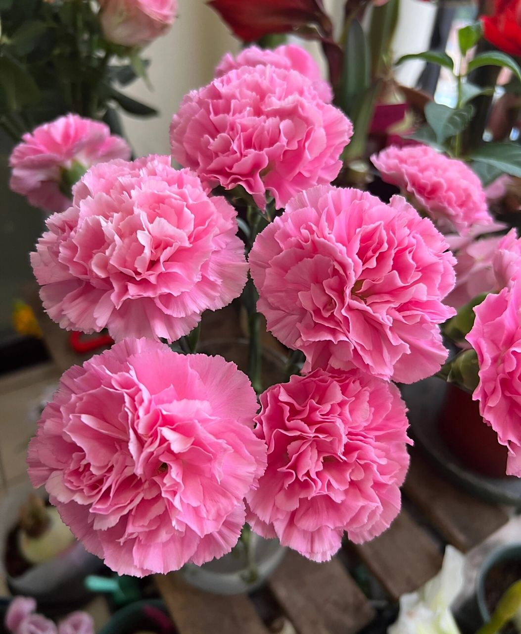 康乃馨|小桃红  53. 小桃红. 桃红色,好开,开放度大,花朵很圆.