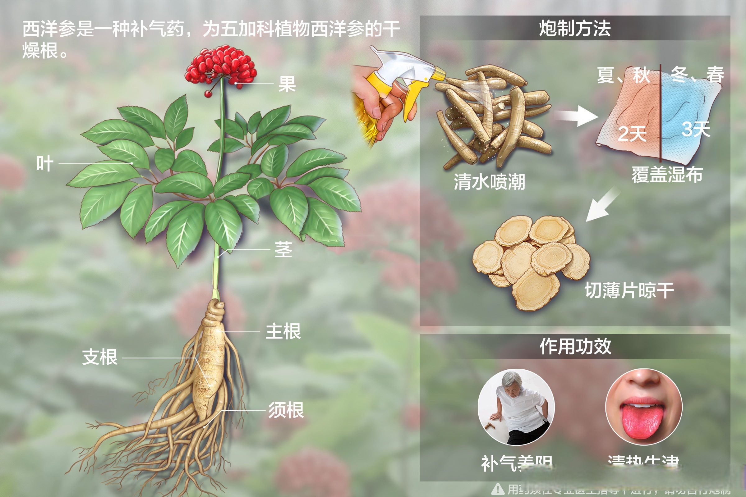禁忌:一般来讲,吃西洋参的禁忌有感冒患者禁用,孕妇禁用,不能与强