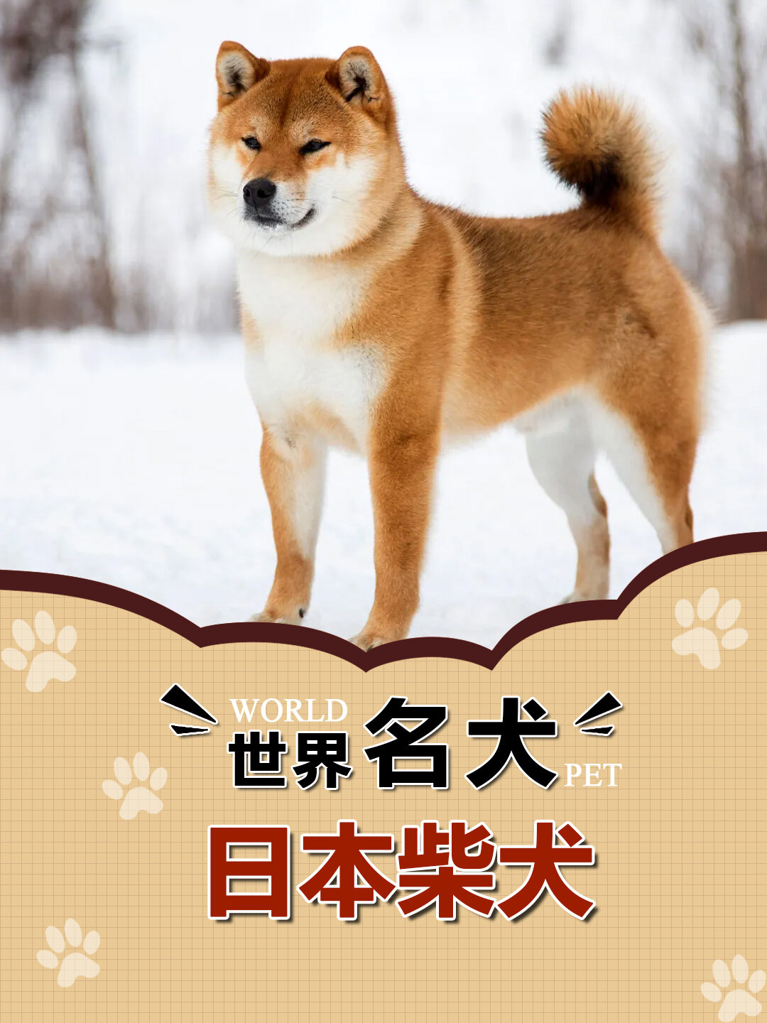 日本名犬排名图片