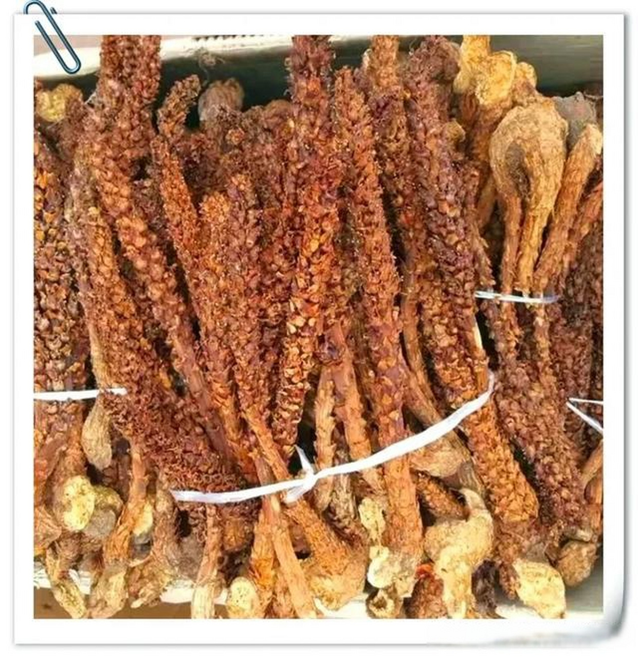 漠河当地特产"山苞米"(不老草)  漠河当地特产不老草,学名草苁蓉.