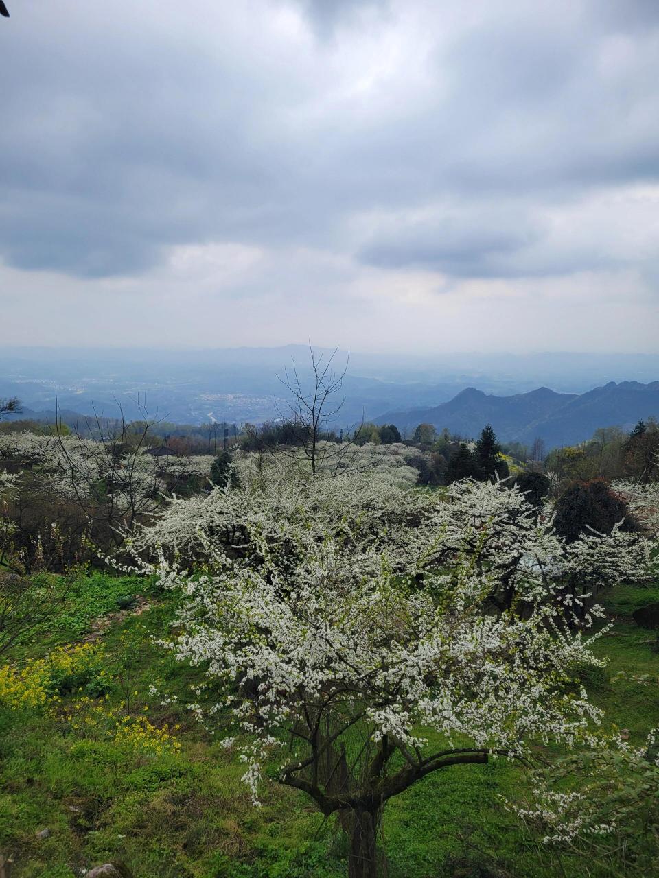 春季赏花季94去大邑县大坪山看李子花咯~ 大邑真的是非常好的近郊游