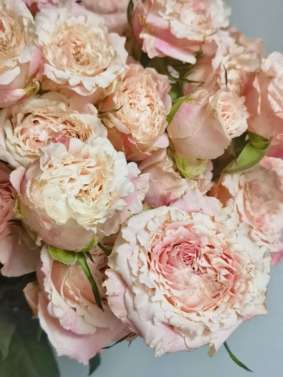 桃乐丝/乐悠·多头玫瑰 桃乐丝多头玫瑰, 也有叫乐悠泡泡.