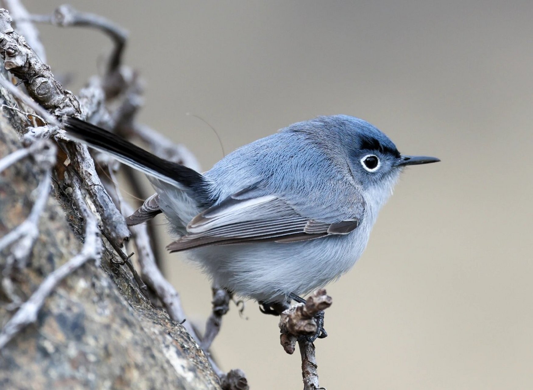 blue-gray gannetcatcher 灰蓝蚋莺 之前在树林里见过一次 一闪而过