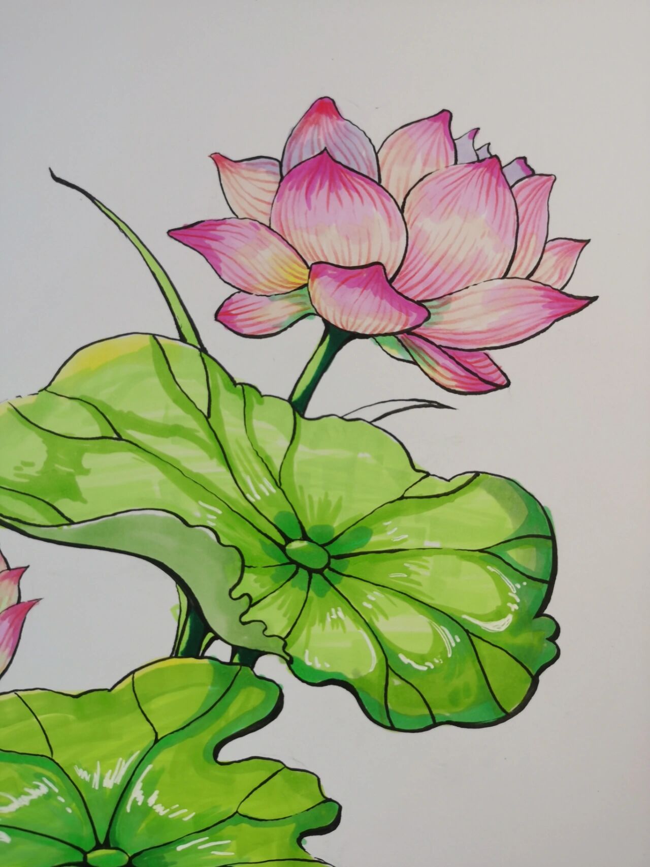 马克笔荷花上色素材,简单容易上手