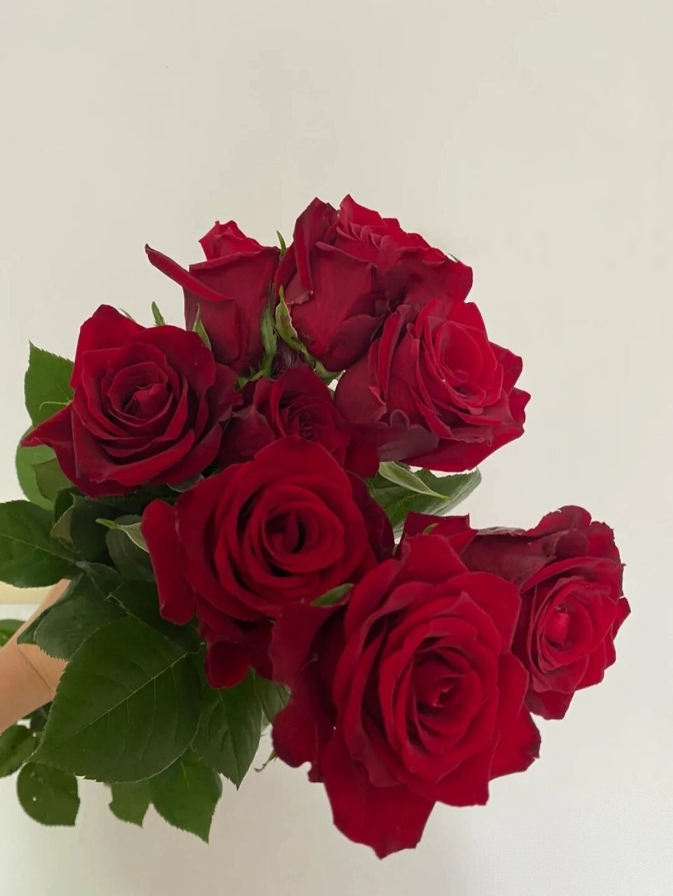 花材分享|20 种花艺常用的红玫瑰 1,传奇 红玫瑰传奇是荷兰的花卉品种