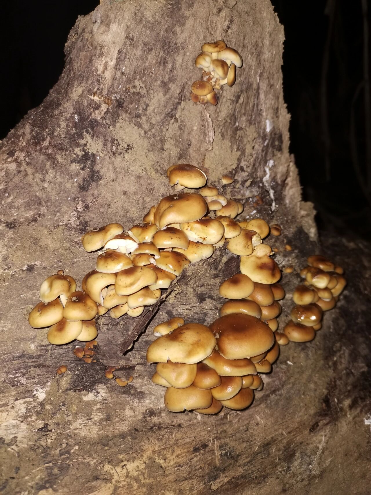 核桃树上长的野生蘑菇 在线求助是否可食用,急