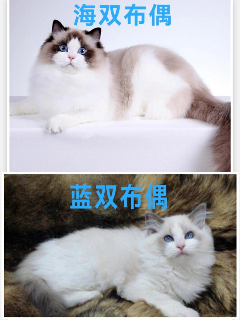 布偶猫蓝双和海双图片图片