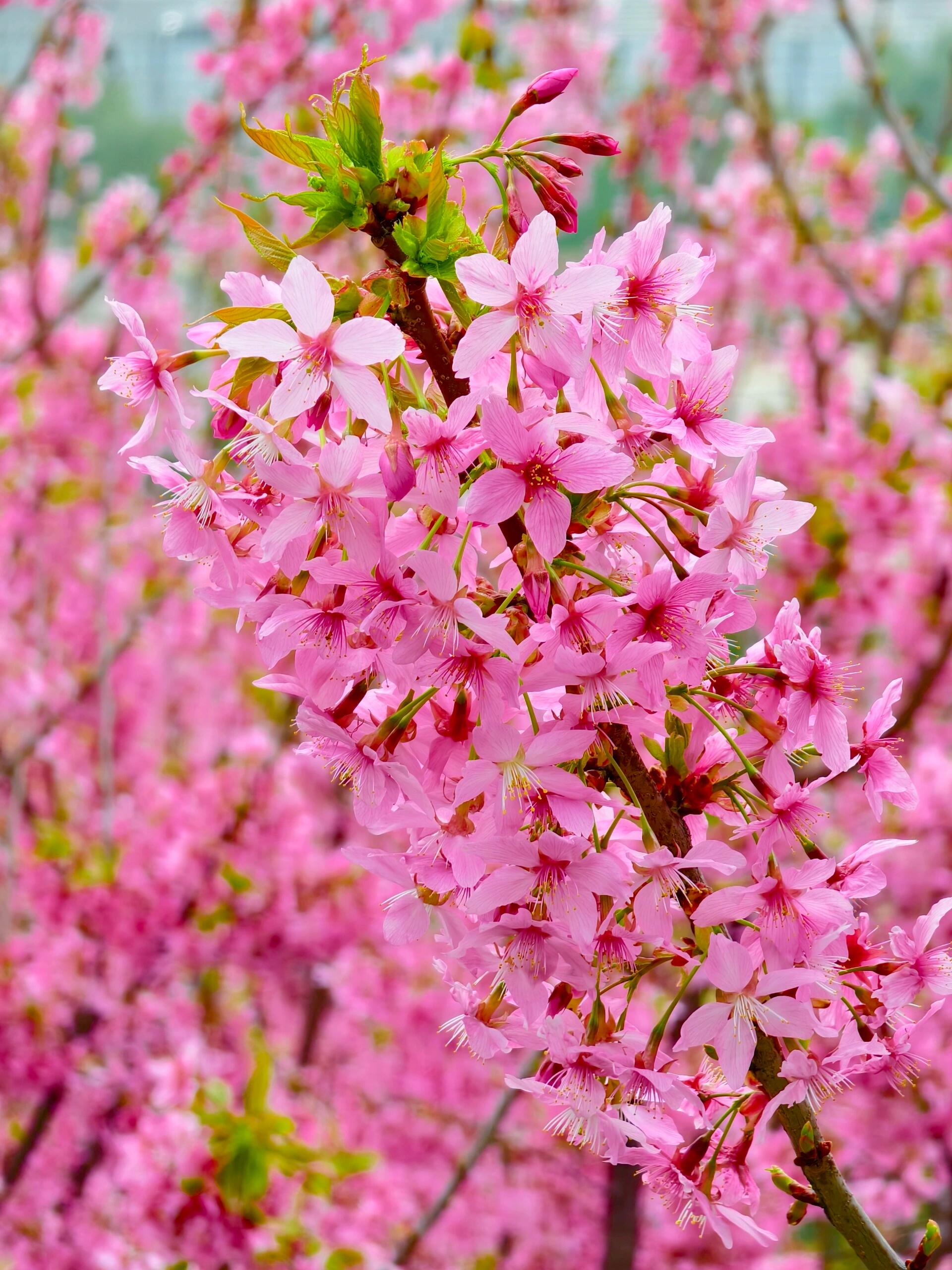 松尾芭蕉 樱花图片