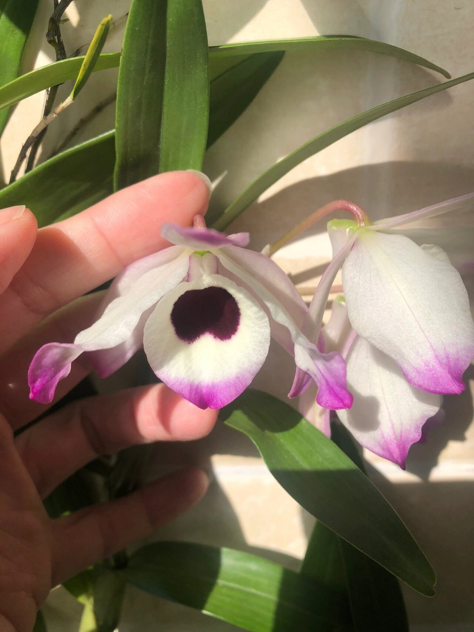 缅甸金钗石斛开品 缅甸金钗的花很大气,花量大,现在第一朵开了一周