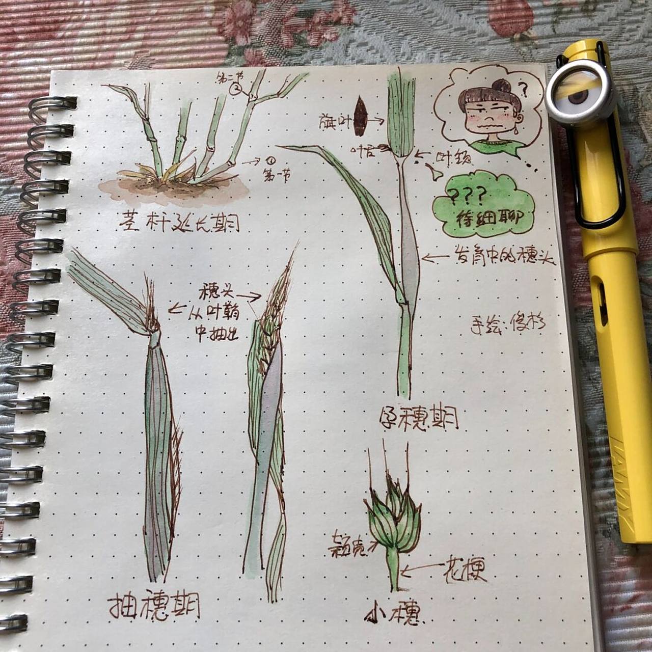 手绘小麦的一生 之二 次年春天之后 小麦的部分生长过程 有个小知识点