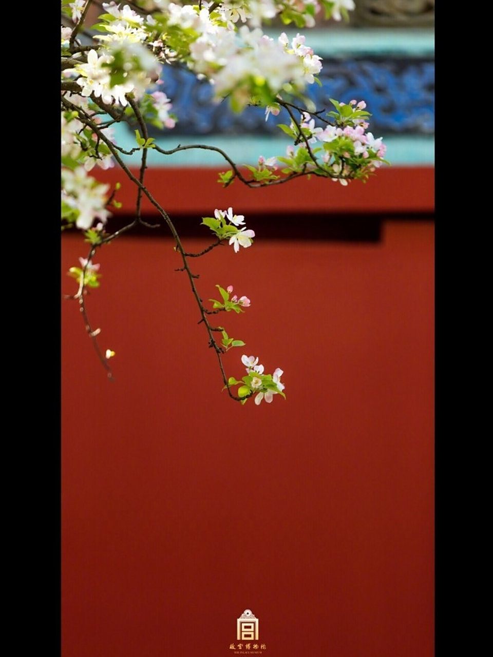 故宫博物院94红墙里的满园春色 春天壁纸 红墙里的满园春色 故宫