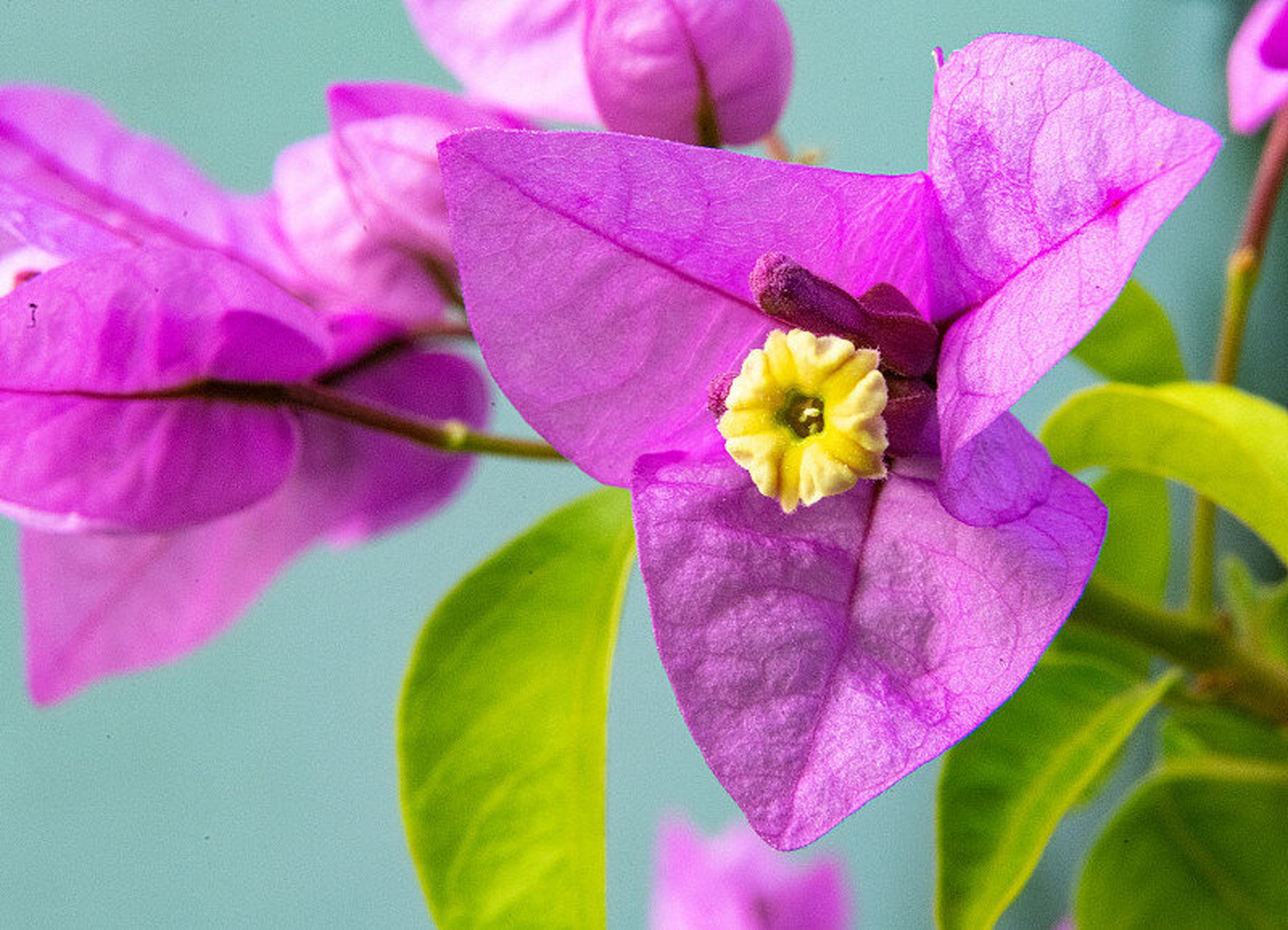 紫茉莉科,叶子花属木质藤本状灌木,茎有弯刺,并密生绒毛.