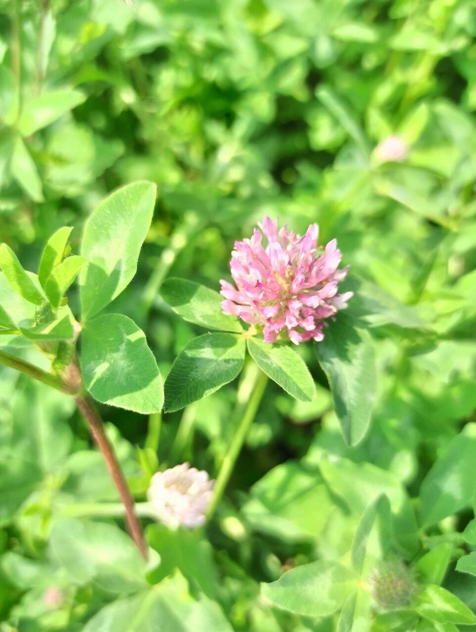 东北野草花(四十五)红车轴草 豆科车轴草属短期多年生草本植物.
