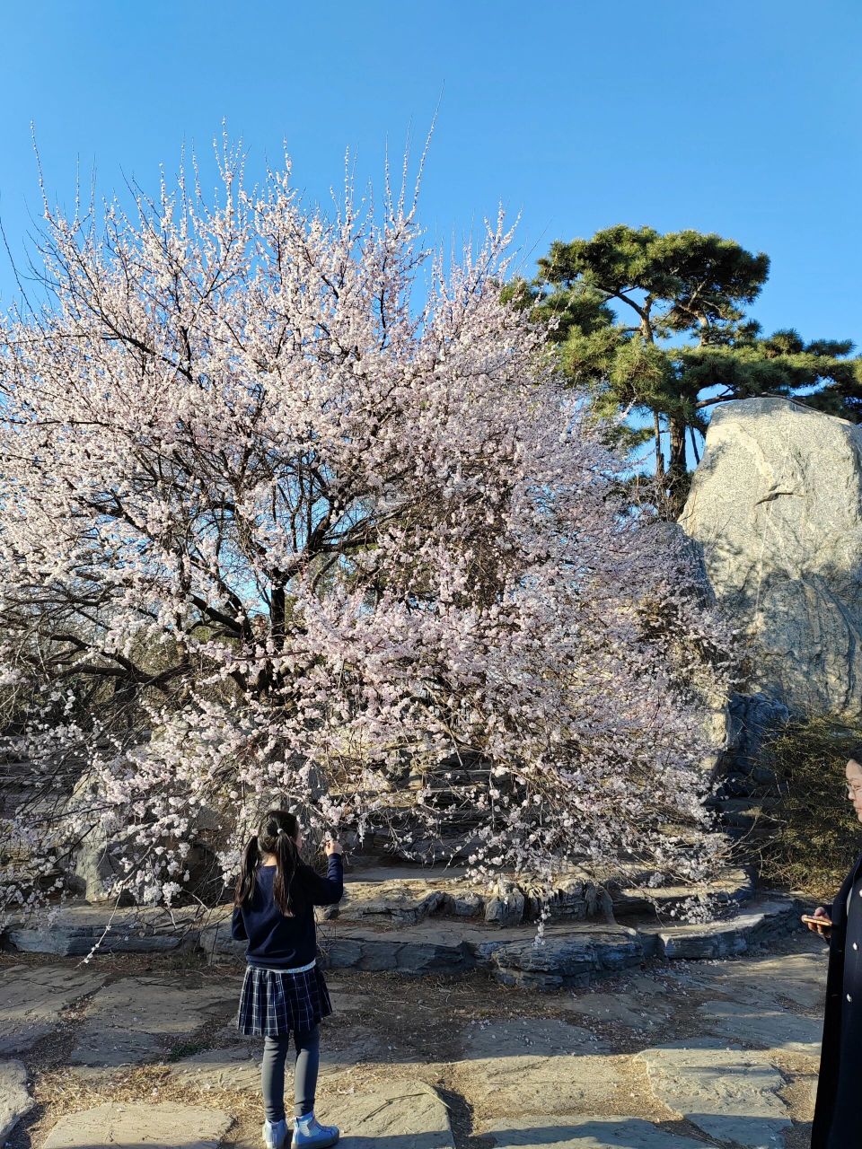 杏树几月开花图片