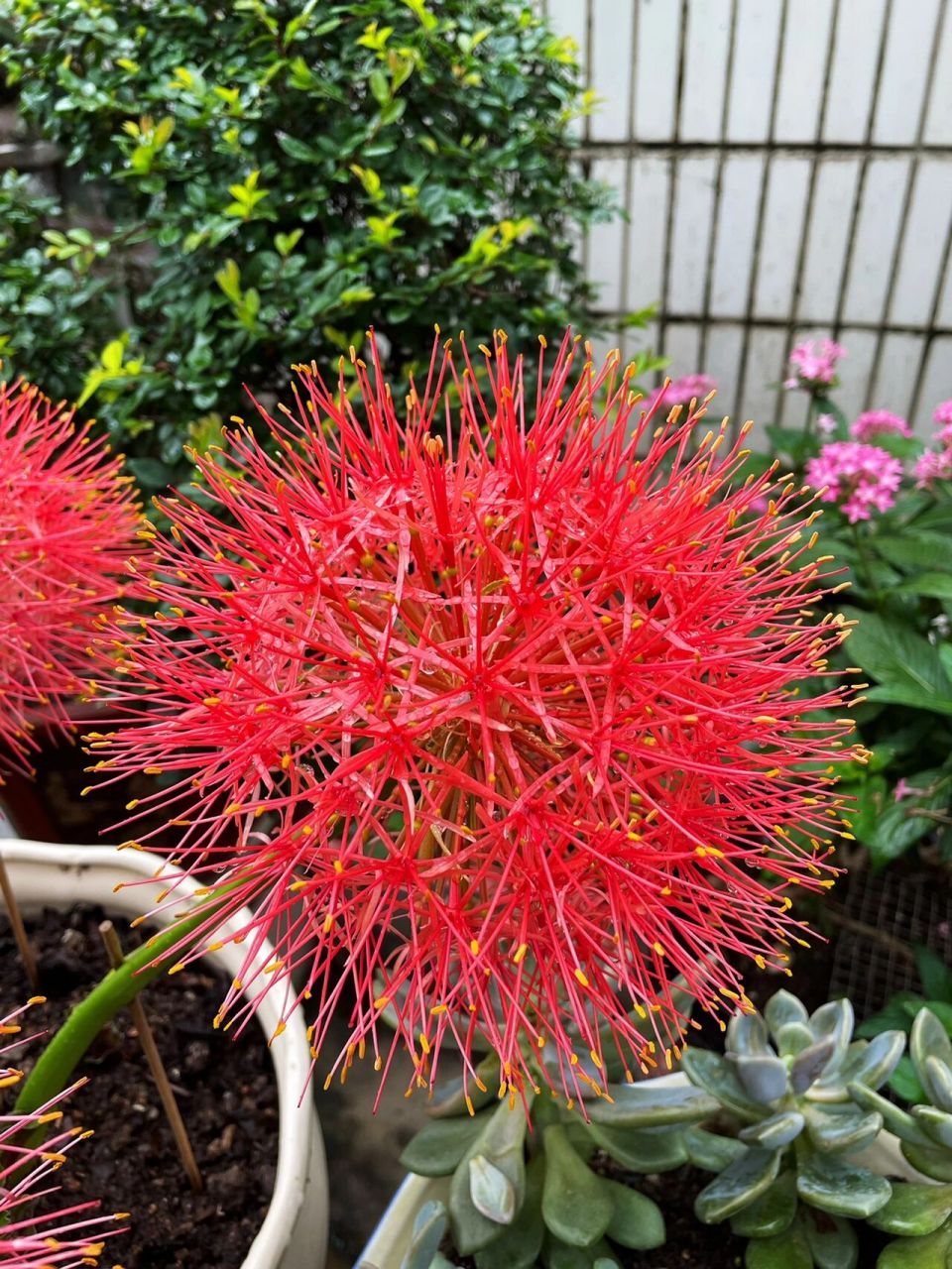 一年才開一次的网球花 网球花的花语是野性的热爱.