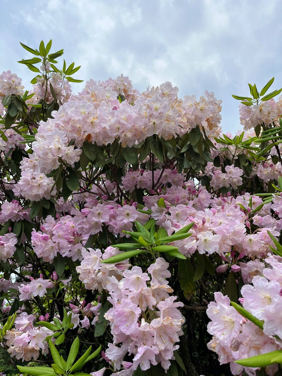 千年杜鹃花王图片