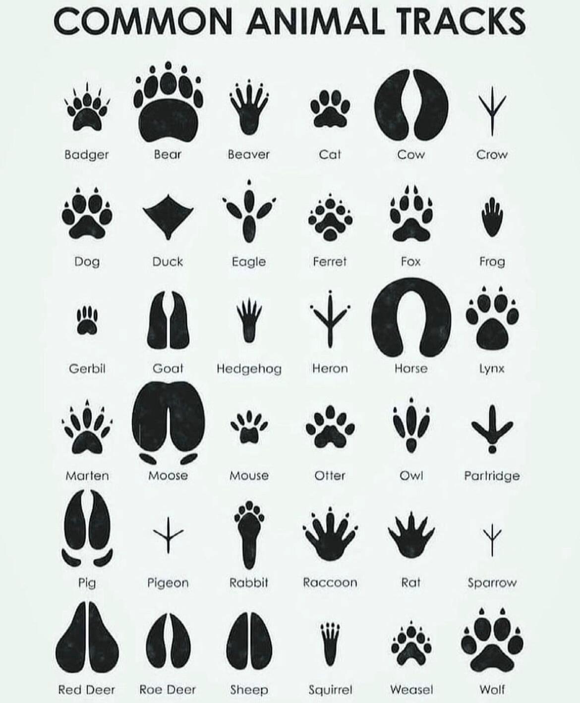 沙鼠-山羊-刺猬-鹭-马-猞猁 貂-驼鹿-老鼠-水獭-猫头鹰-鹧鸪 猪-鸽子