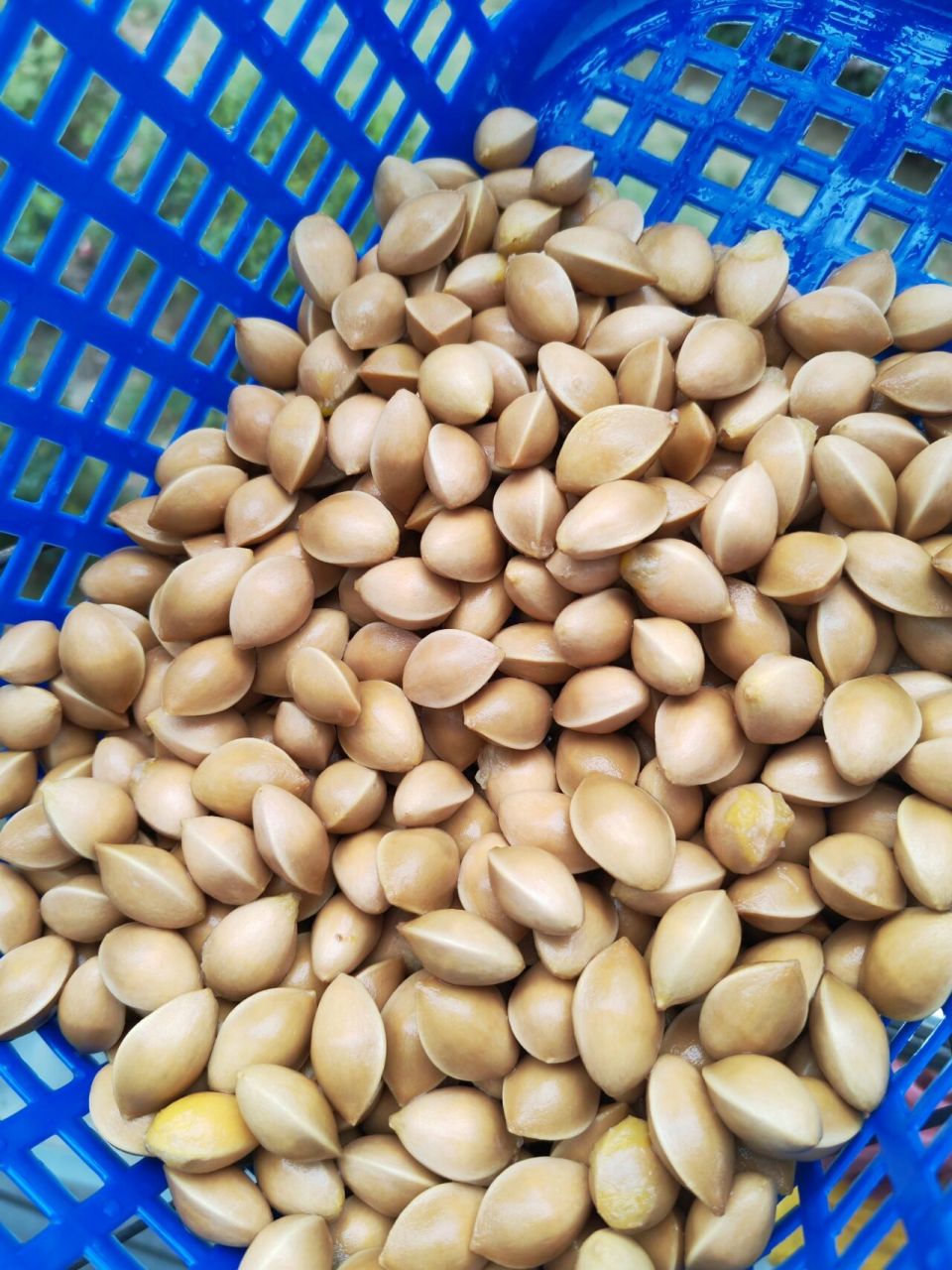 白果 秋天到了,银杏树上的果子已成熟,微风一吹 噼噼啪啪的果子掉落