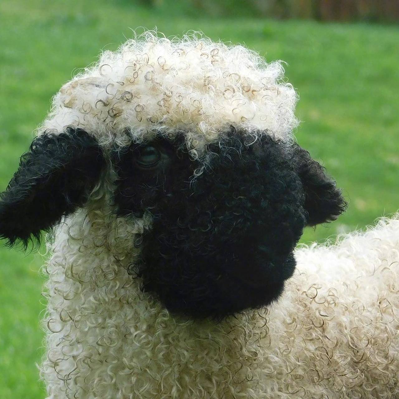 苏格兰黑脸羊就是一种凑近了也分辨不清五官怎么长的小羊